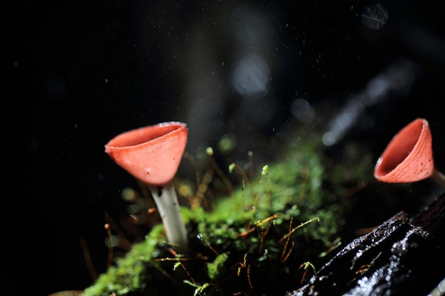 Cookeina sulcipes Pilzbecher in Nahaufnahme