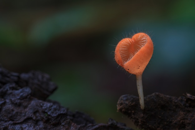 Cookeina tricholoma en la selva