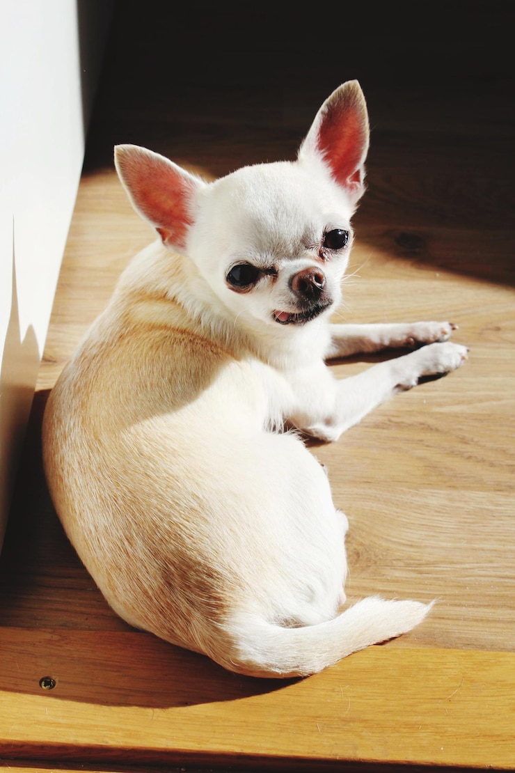 Foto cookie, el chihuahua.