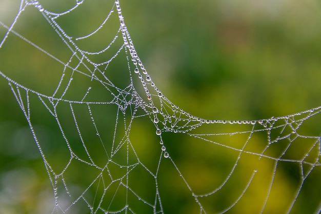 Cooles schönes foto von spinnennetz mit tautropfen in einem frühen morgen bei sonnenaufgang. spinnennetz mit wassertropfen.