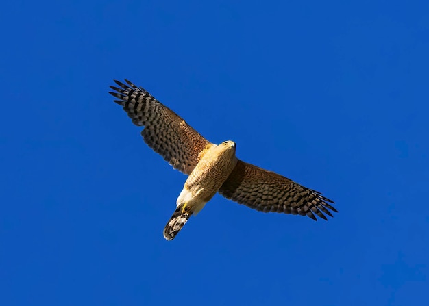 Foto cooper's hawk voa diretamente acima