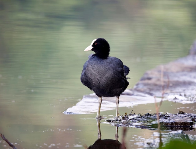 Coot acicalarse al lado de un lago