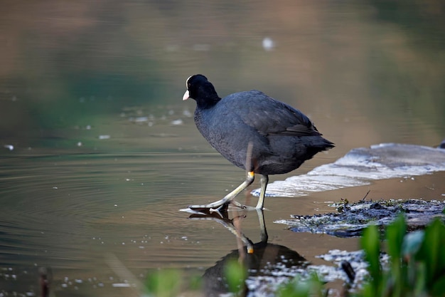 Foto coot acicalarse al lado de un lago