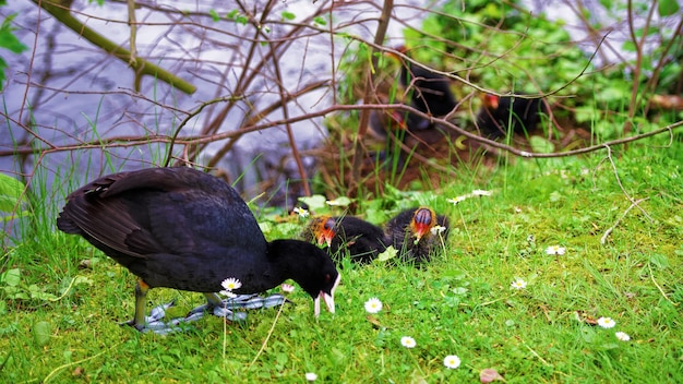 Coot aves acuáticas con plumaje negro y pico blanco y pollitos en Minnewaterpark y lago Minnewater, Brujas, Bélgica