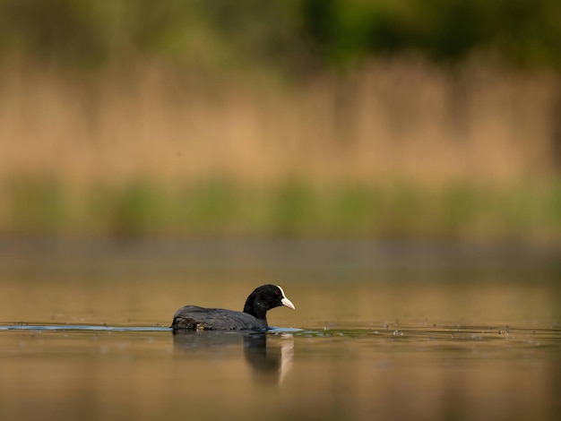 Coot eurasiático afiado contra um fundo de água e vegetação