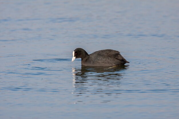 Coot (Fulcia atra) nadando no lago da Reserva Natural Warnham