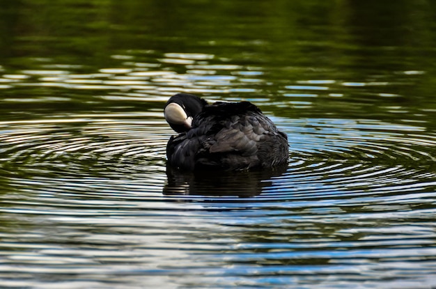 Foto coot nadando en el lago