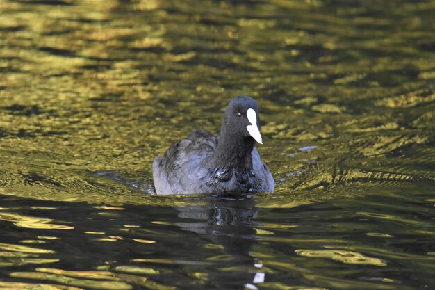 Foto coot nadando en un lago