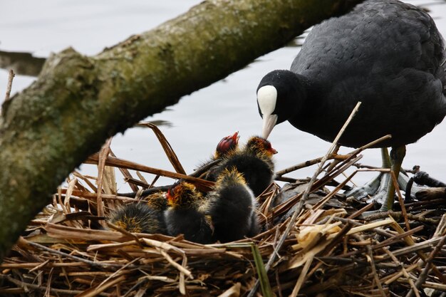 Coot y pollito recién nacido en su nido