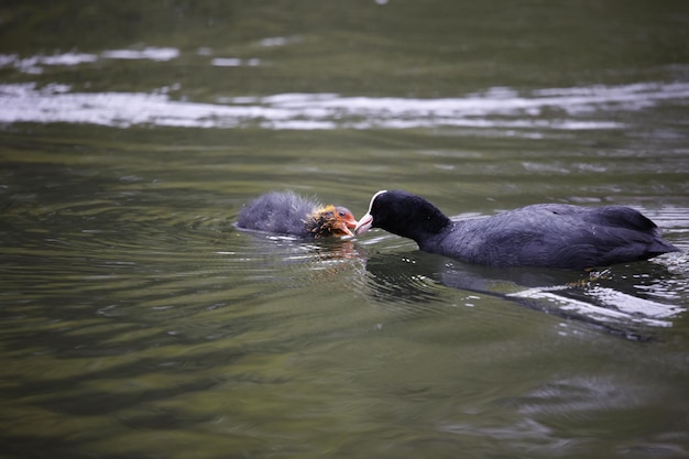 Coot y pollito recién nacido en su nido