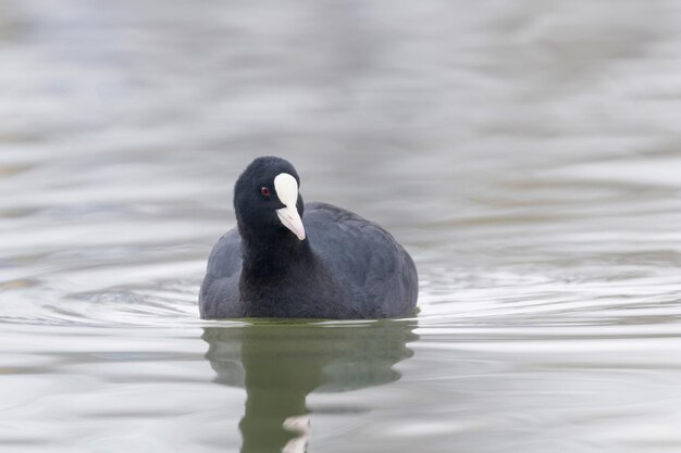 Coot Swimming (Fulica atra) Close up Eurasian Coot