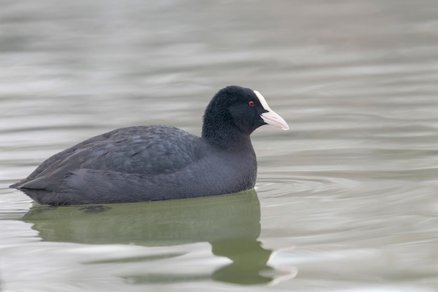 Coot Swimming (Fulica atra) Close up Eurasian Coot