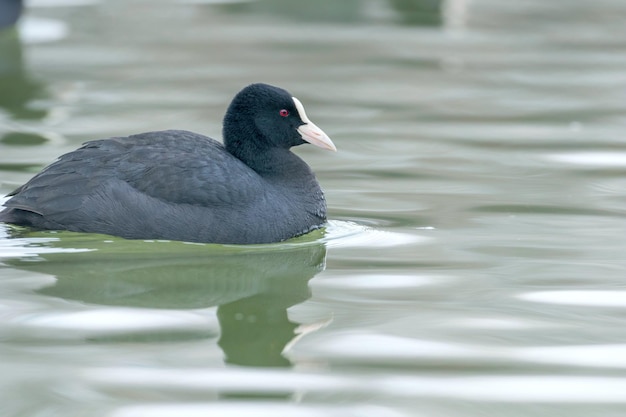 Coot Swimming (Fulica atra) Close up Eurasian Coot