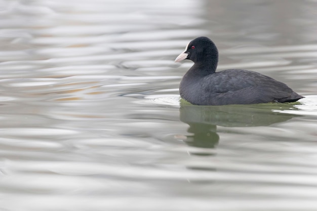 Coot Swimming (Fulica atra) Close up Eurasian Coot