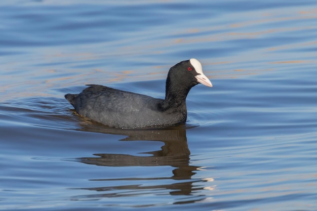 Coot Swimming (Fulica atra) Close up Eurasian Coot