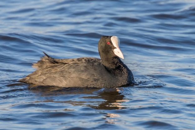 Coot swimming (fulica atra) close up eurasian coot