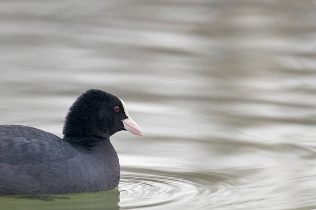 Coot Swimming (Fulica atra) Close up Eurasian Coot