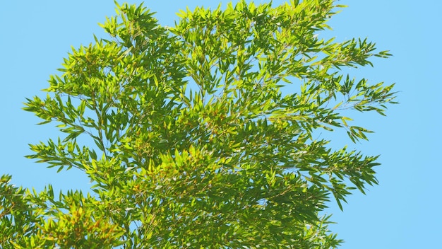 La copa del árbol de bambú contra el cielo azul hojas de bambú y cielo azul cielo azul y bosque de bambú