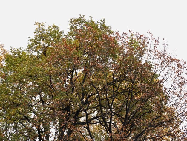 Copa del árbol en otoño con espacio de copia