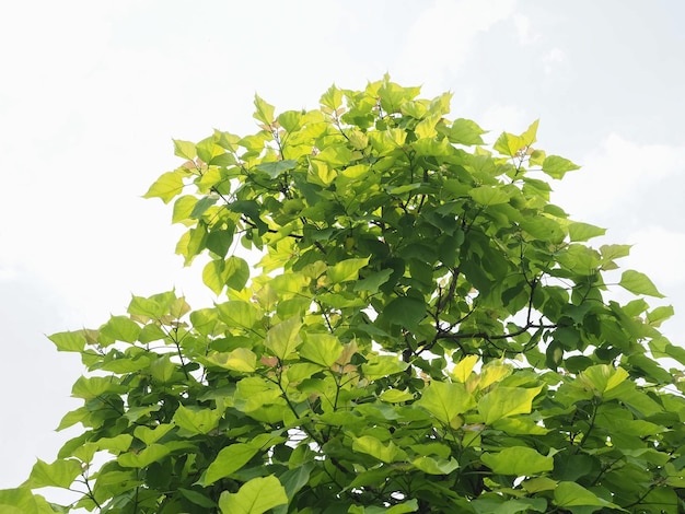 Copa del árbol sobre el cielo