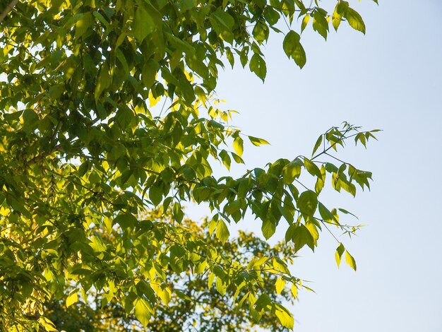 Copa del árbol sobre el cielo