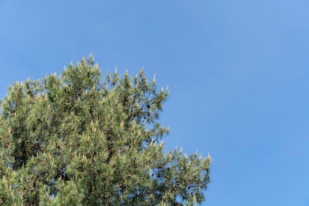 Copa de los árboles con cielo azul de fondo Recursos gráficos