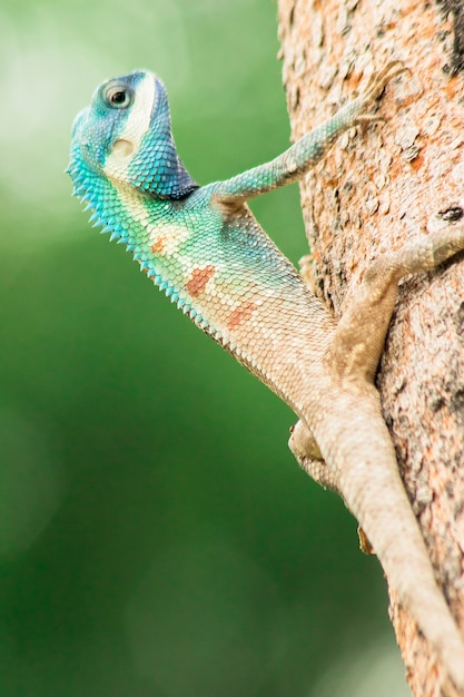 La copa de cabeza azul en el árbol. , El rey Gila es un depredador. Atrapan y comen insectos que ayudan a crear un equilibrio en el ecosistema.