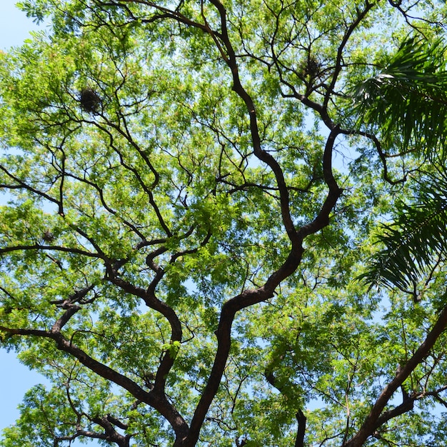 Copa das árvores e céu azul