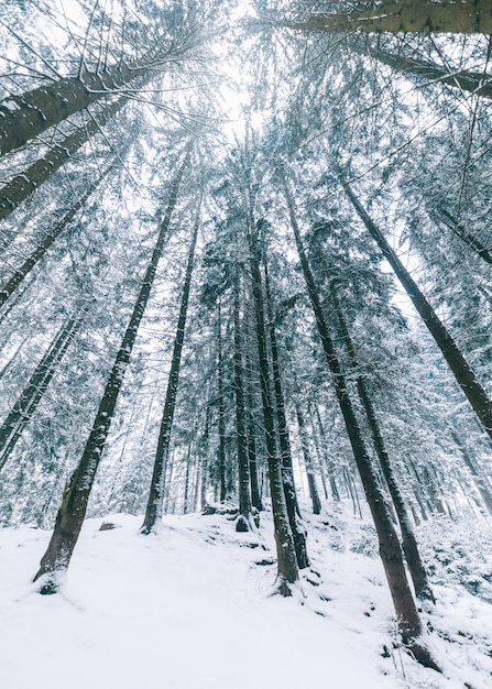 Copa das árvores nas montanhas. Montanhas de inverno