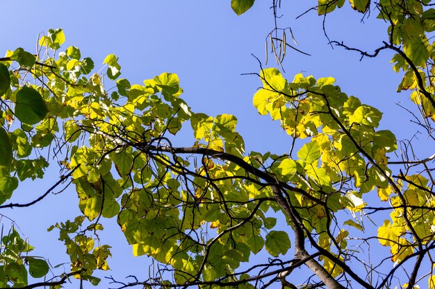 Copa de árvores frondosas verdes. Copie o espaço. Foco seletivo.