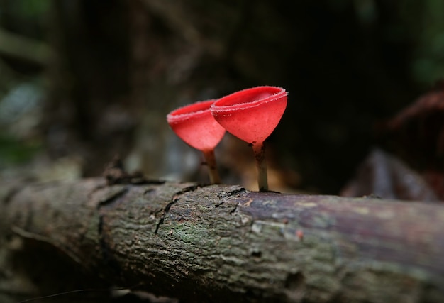 Copa de Elfo Escarlata hongos o champiñón de copa de champán que crecen en troncos cariados en la selva tropical de Tailandia