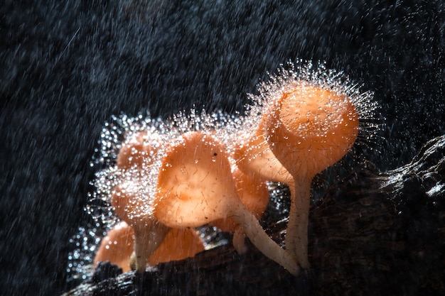 Copa de hongos en la madera de descomposición con lluvia, en la selva tropical de Tailandia