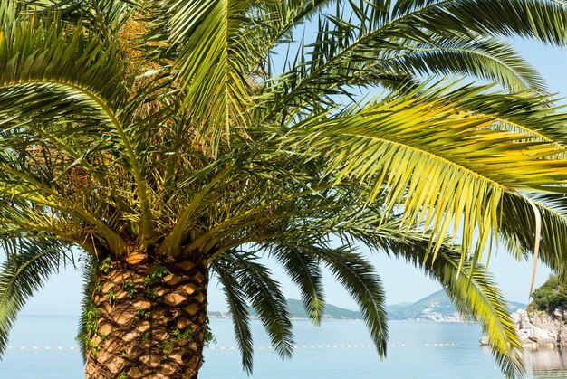 Copa de palmera (primer plano) en la costa del mar (Montenegro, Budva)