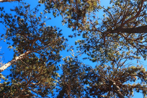 La copa de los pinos en el bosque.