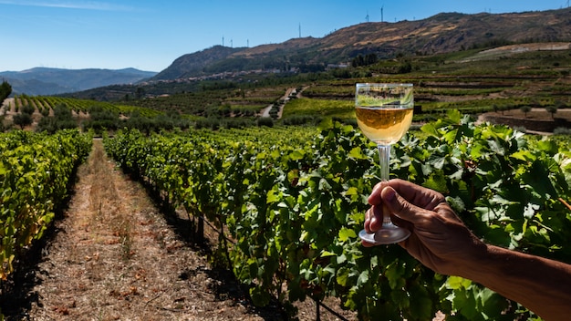 Copa de vino blanco sobre un fondo de viñedo