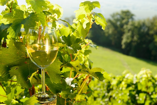 Copa de vino blanco en la viña