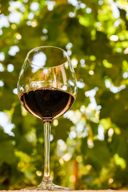 Copa de vino tinto con el fondo del viñedo