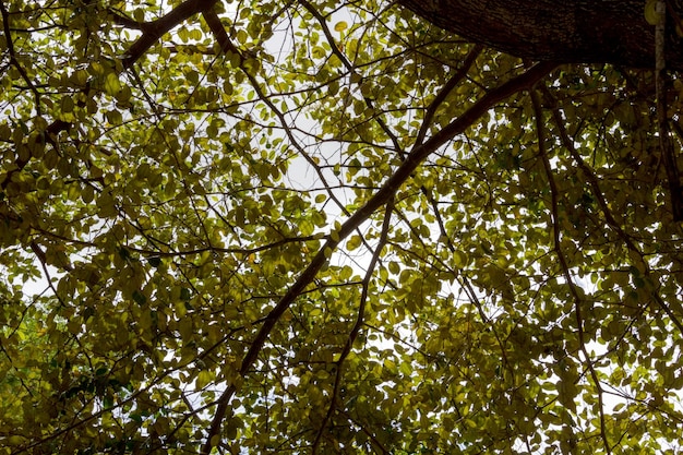 Copa vista de baixo para cima