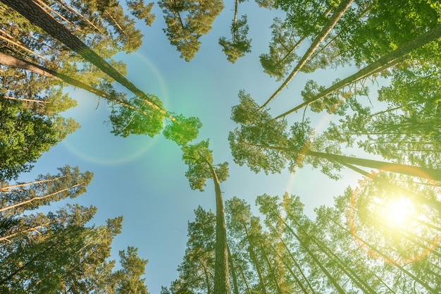 Copas de los árboles en el bosque de pinos de verano con rayos de sol