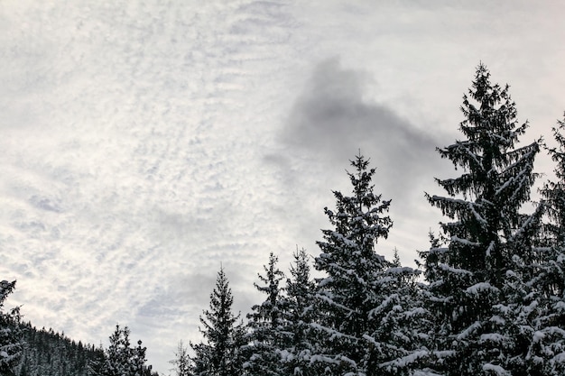 Copas de árboles de coníferas cubiertas de nieve, cielo de nubes pequeñas (espacio para texto) en el fondo