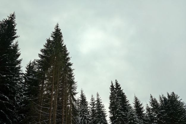 Copas de árboles de coníferas con poca nieve, contra el cielo gris nublado (espacio para texto), típico día sombrío de invierno en el bosque.