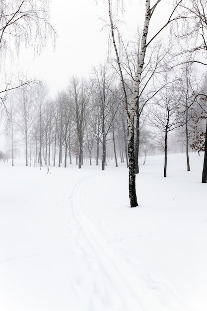 Las copas de los árboles fotografiados en primer plano de las copas de los árboles en la temporada de invierno