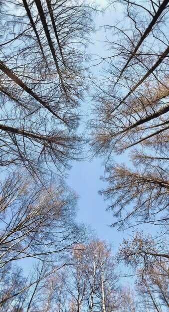 Las copas de los árboles de invierno se ven mirando hacia el atardecer. Árboles de vista inferior. Cielo azul. Troncos de alerces. Fondo abstracto del bosque. . foto de alta calidad