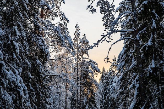 Copas de los árboles de invierno vistos mirando hacia arriba al atardecer vista inferior árboles cielo azul troncos de alerces bosque abs...