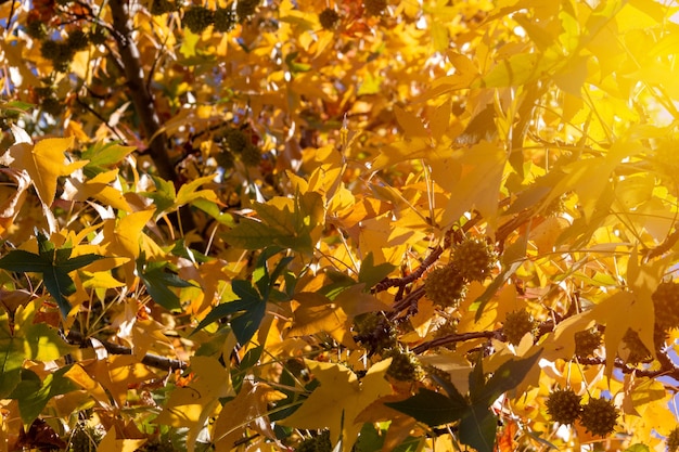 Copas de los árboles en otoño. Colores dorados. Enfoque selectivo.