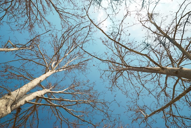 Copas de los árboles de primavera con cielo azul y nubes