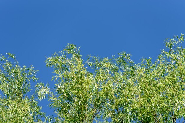 Copas de los árboles verdes y cielo azul