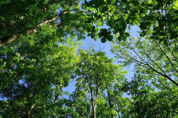 Copas de árboles verdes y cielo nublado azul en un día soleado