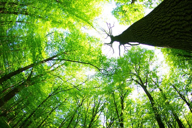 Copas de los árboles verdes en un día soleado