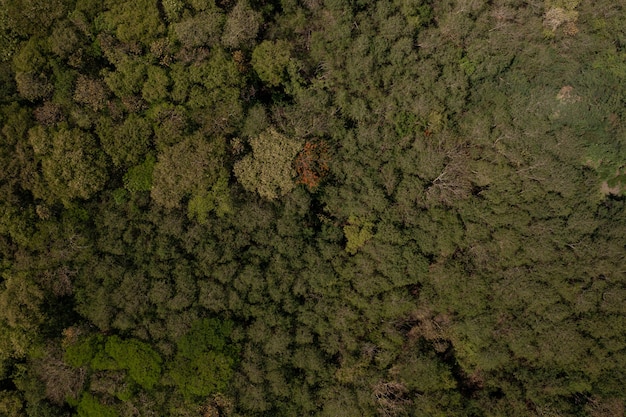 Copas de los árboles vistas desde arriba - vista de drone